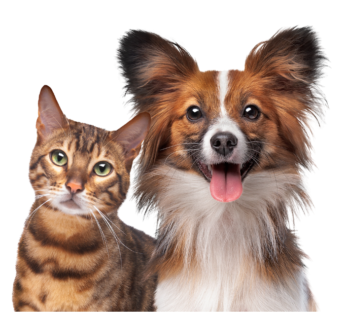 pet shop in Los Angeles, CA 90045